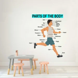 Human body learning wall sticker for kids RPC1706T38